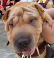 Perros raza Shar Pei 