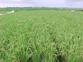 Variedad de arroz bio-fortificado IACUBA-30