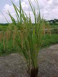 Agricultura urbana