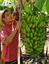 Producci&oacute;n de pl&aacute;tano Gran Enano