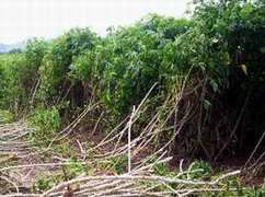 Plantación de yuca