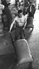 Ernesto Che Guevara durante un trabajo voluntario el 27-11-1961